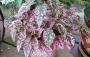 Seminte profesionale  Hypoestes phyllostachya - imagine 49400